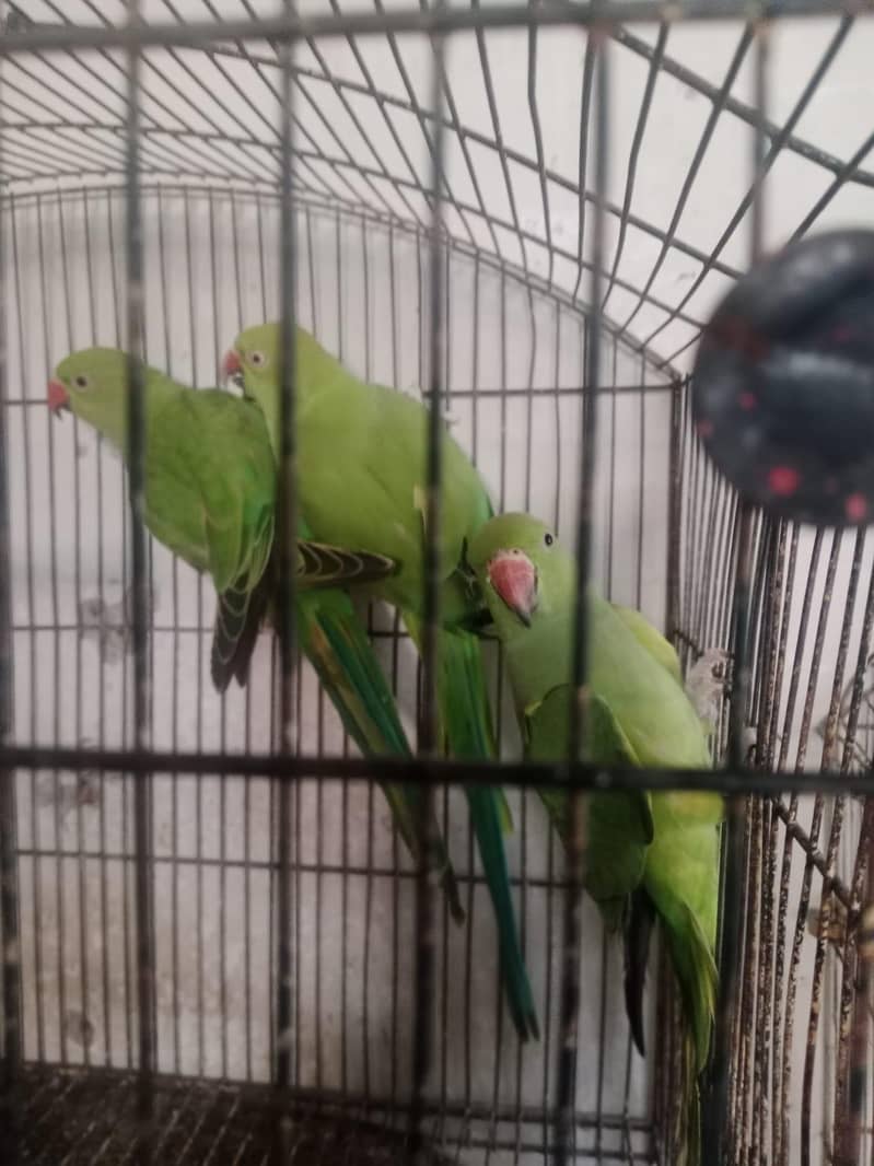 parrots 2