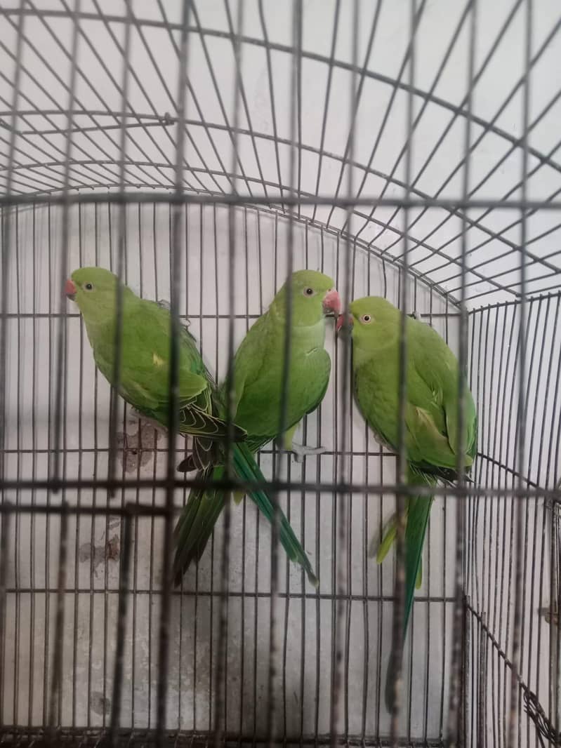parrots 3