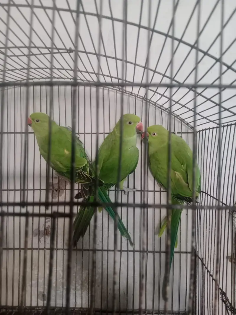 parrots — photo 4