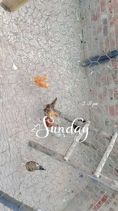 1 murgha 5 murghiyaan urgent sale