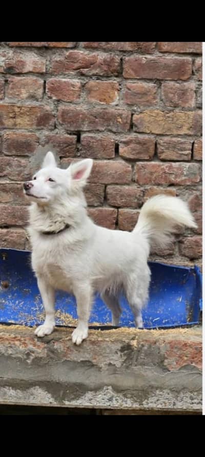 Russian female for sale