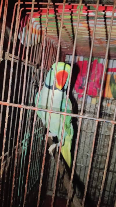 healthy and energetic male parrot long tail