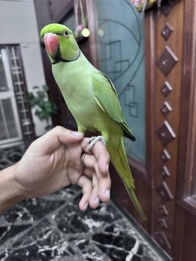 Green parrot bottle neck