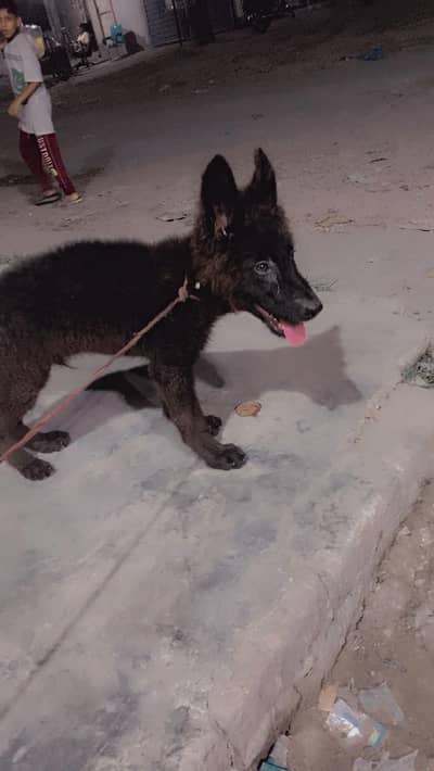 Sale of German Shepherds