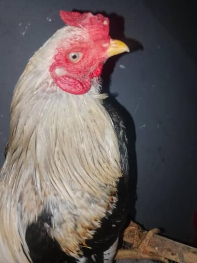 pure aseell murgi murga pair