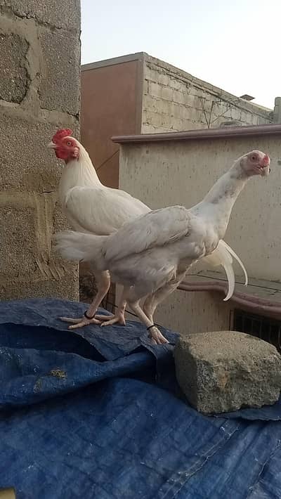 for sale