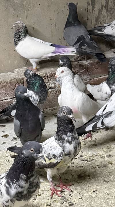 High flyers pigeons