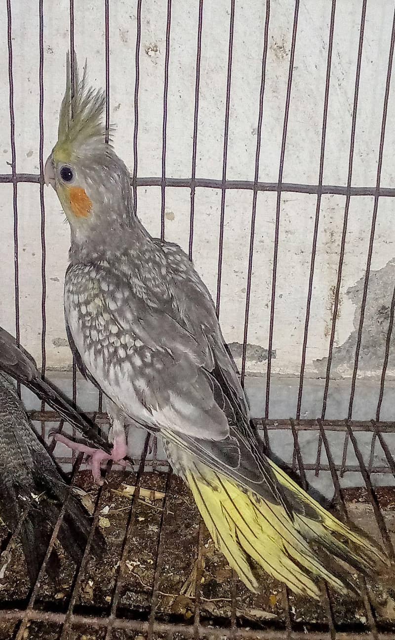 cocktail chick's 0