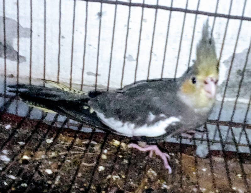 cocktail chick's 1