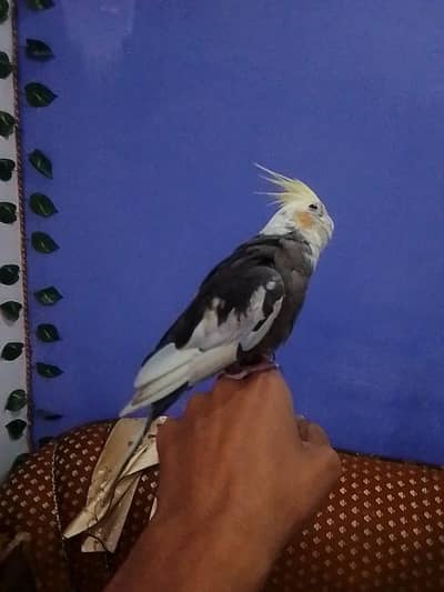 single Cocktail parrot
