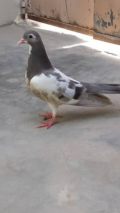 Khal kantekas guldar breed