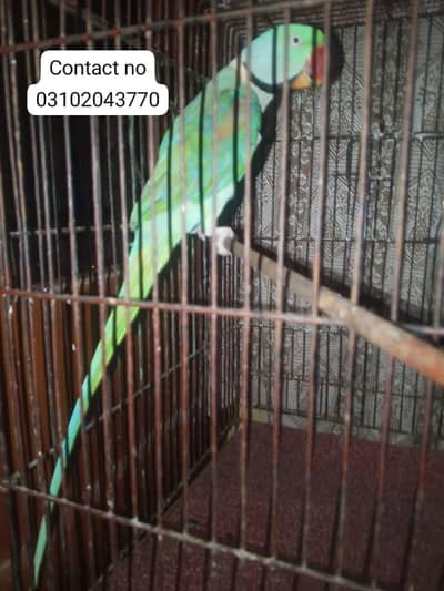 healthy and energetic male parrot long tail