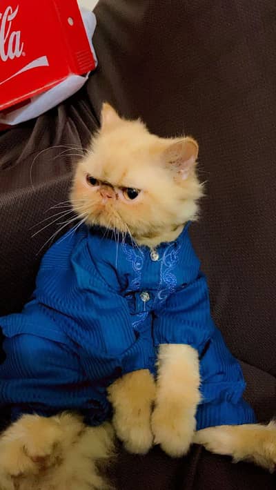 Russian male cat triple cotted