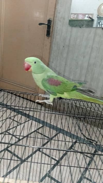 raw parrot