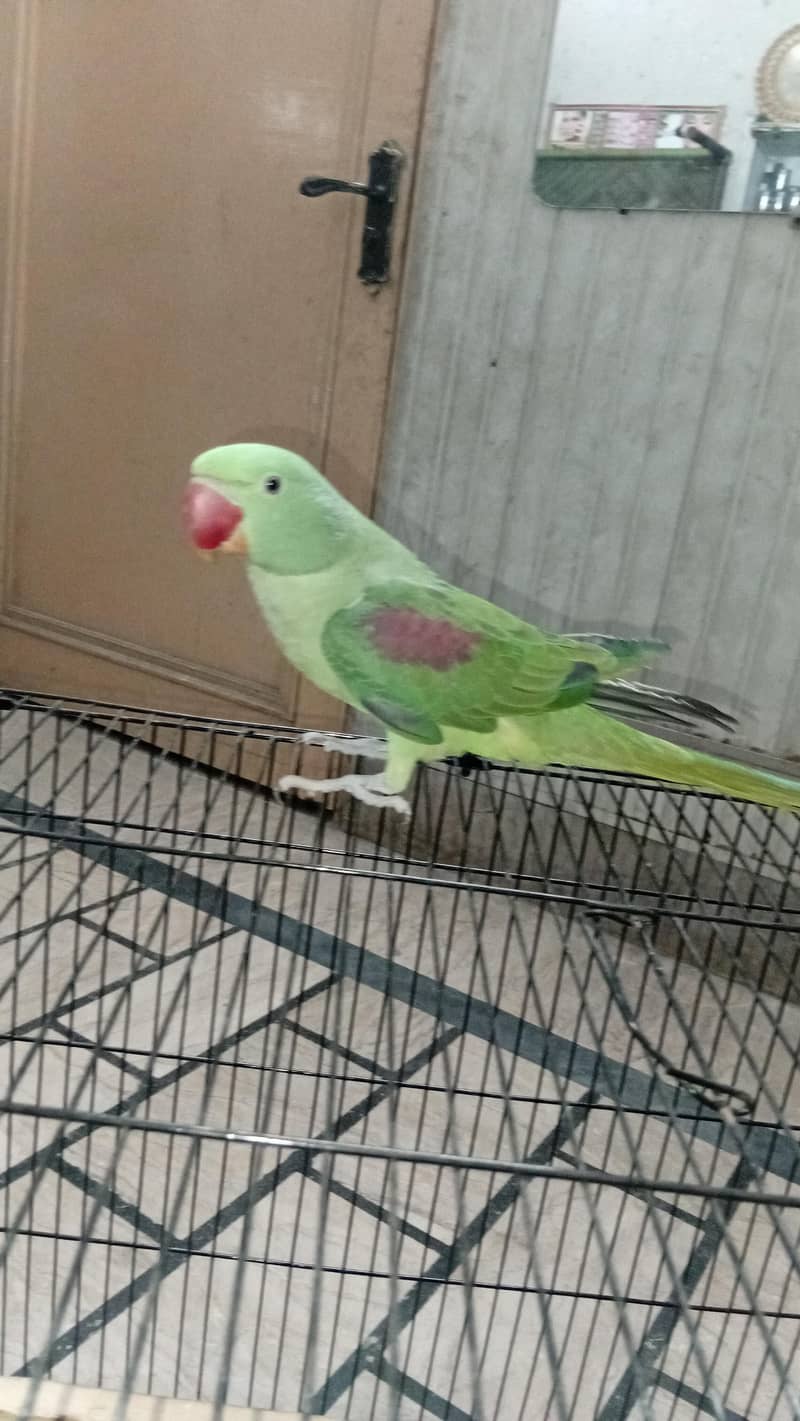 raw parrot 0