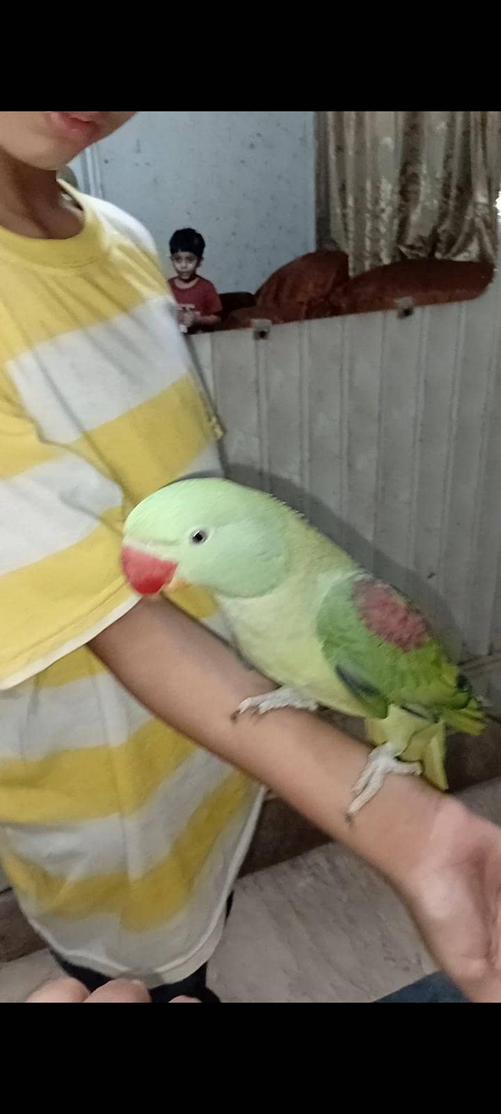 raw parrot 1