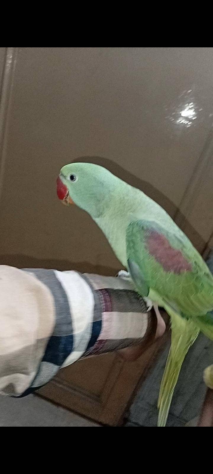 raw parrot 2