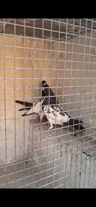 khalll guldar aur Kalyara breeder pair