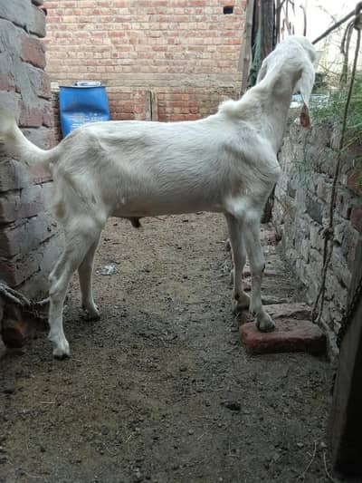 Pure rajanpuri bakra chugne wala ha full active
