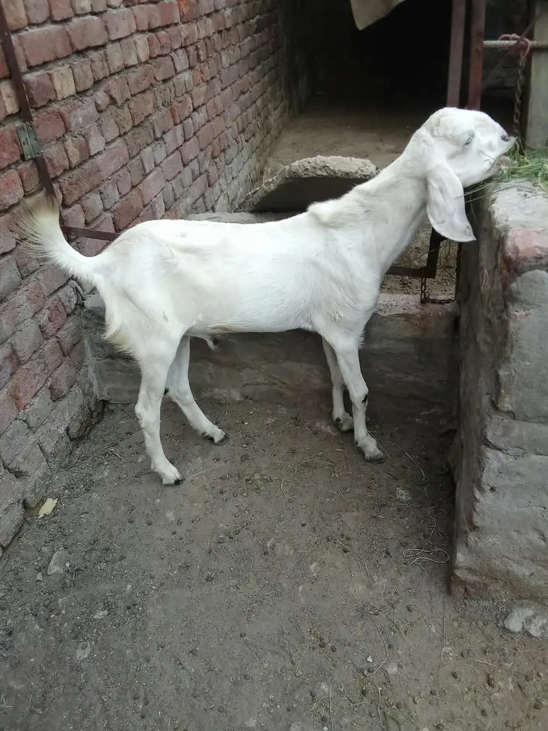 Pure rajanpuri bakra chugne wala ha full active — photo 2
