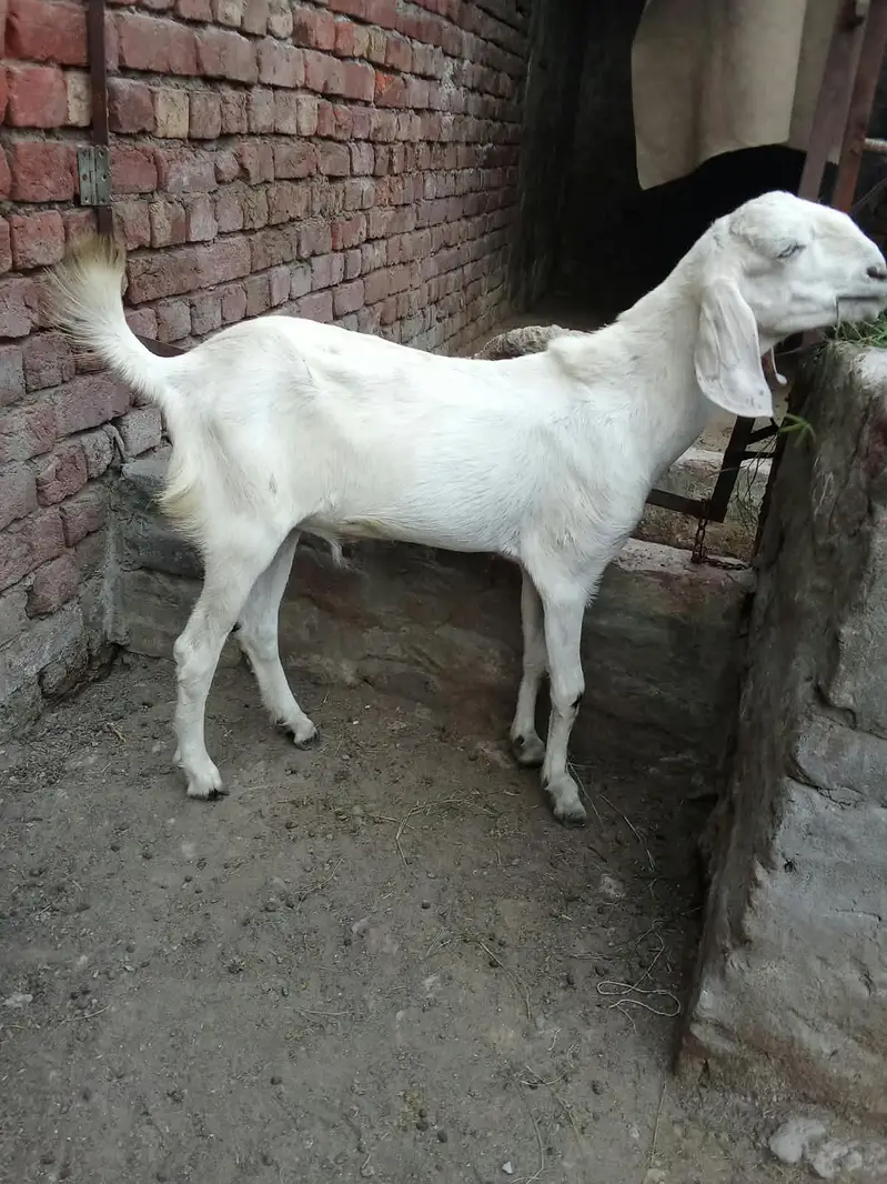 Pure rajanpuri bakra chugne wala ha full active — photo 3