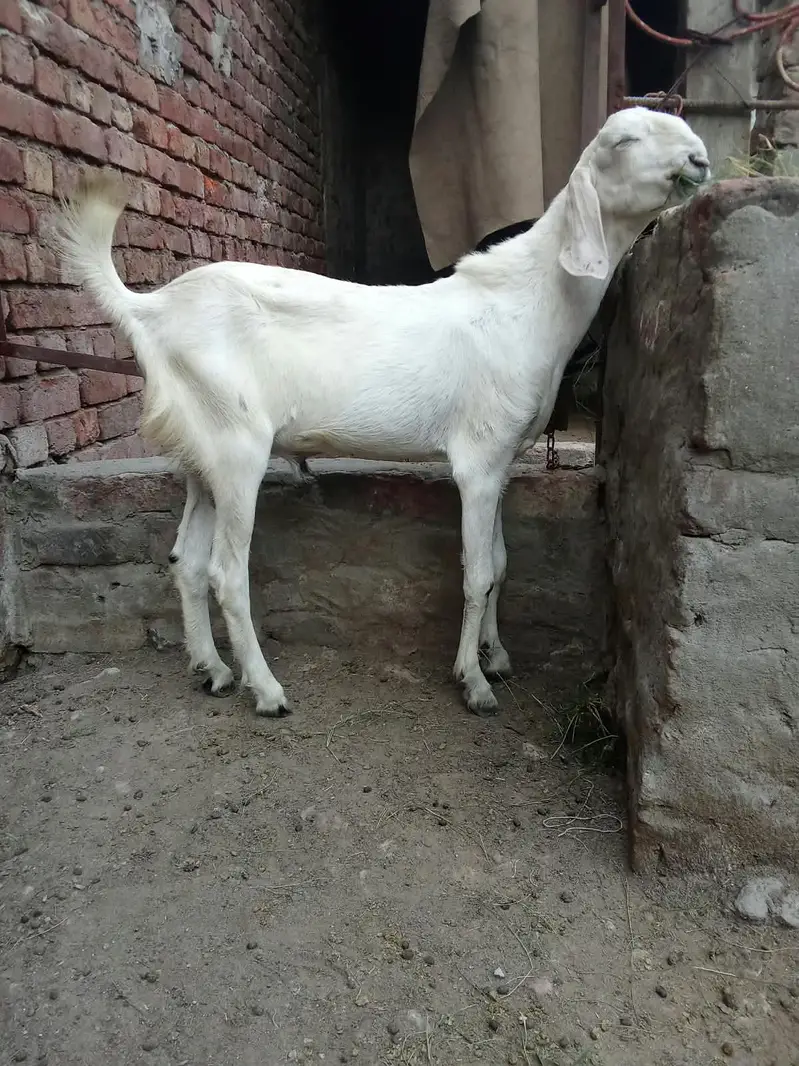 Pure rajanpuri bakra chugne wala ha full active — photo 4