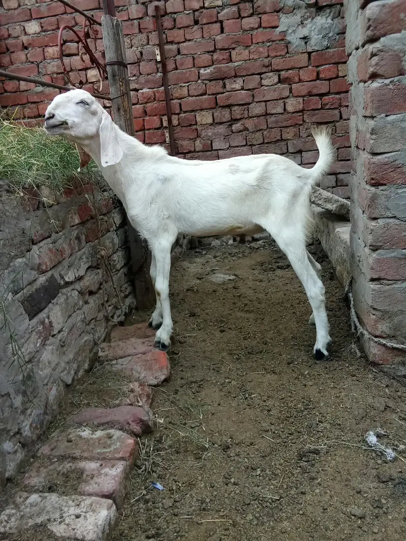 Pure rajanpuri bakra chugne wala ha full active — photo 5