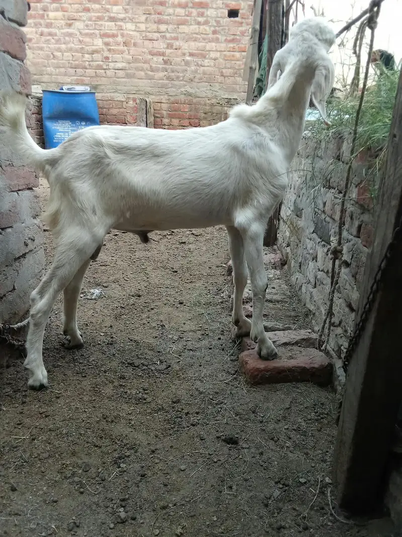 Pure rajanpuri bakra chugne wala ha full active — photo 6