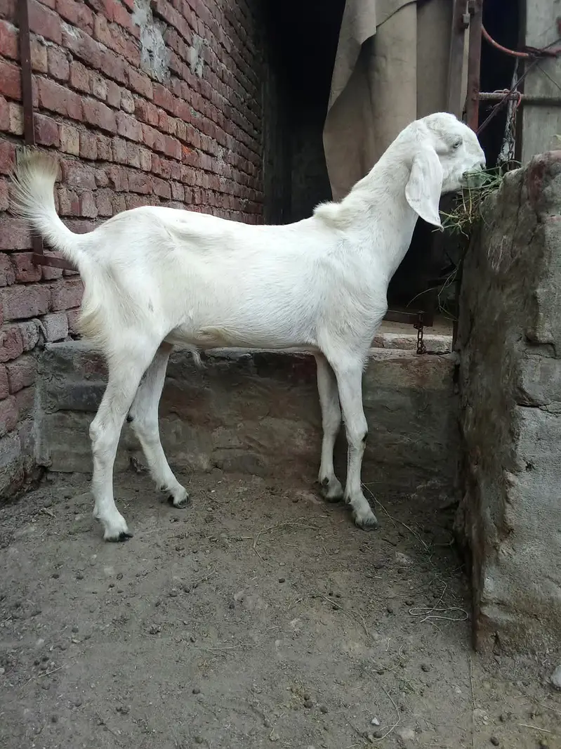 Pure rajanpuri bakra chugne wala ha full active — photo 7