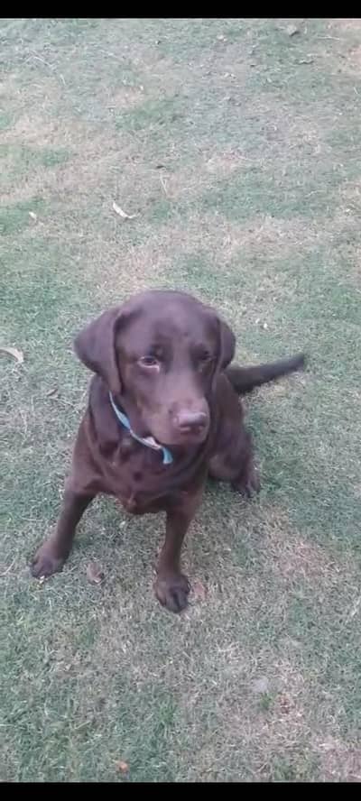 Chocolate Brown Labrador.