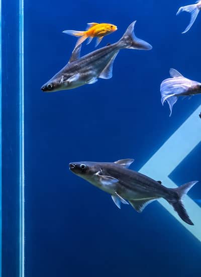 Blue line shark