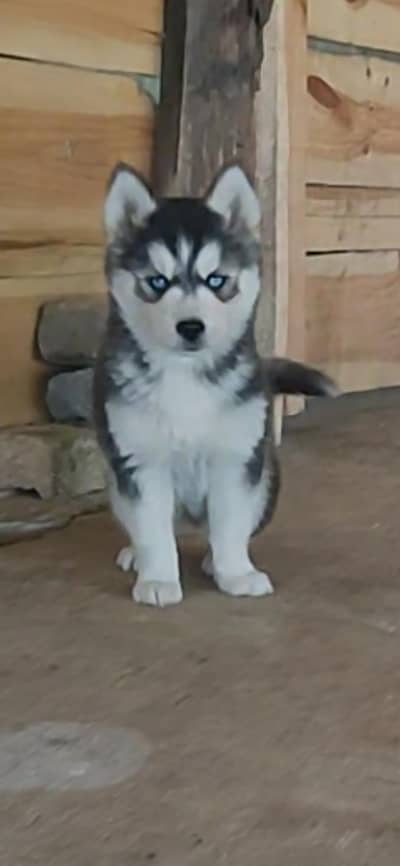 Siberian Husky Puppy Pedigree ! Alaskan Malamute Cross Husky Puppies