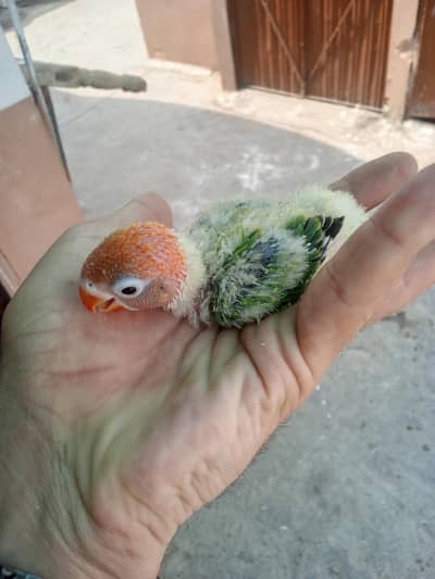 lovebird  baby