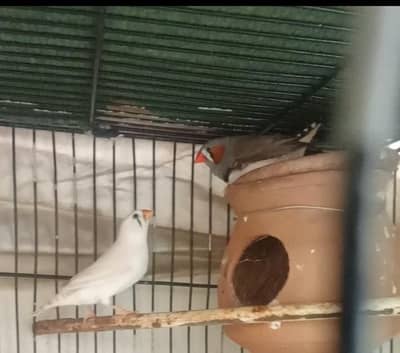 Zebra Finches