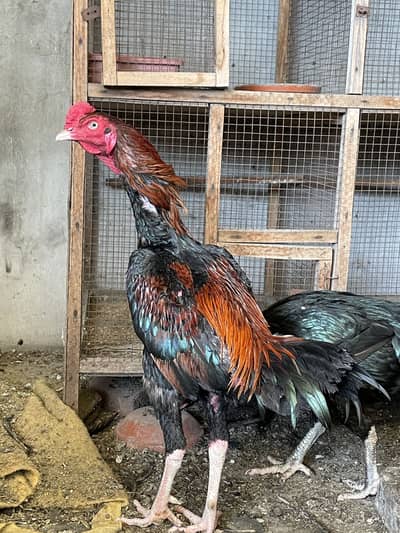 Pure Aseel Lakha Pair for sale