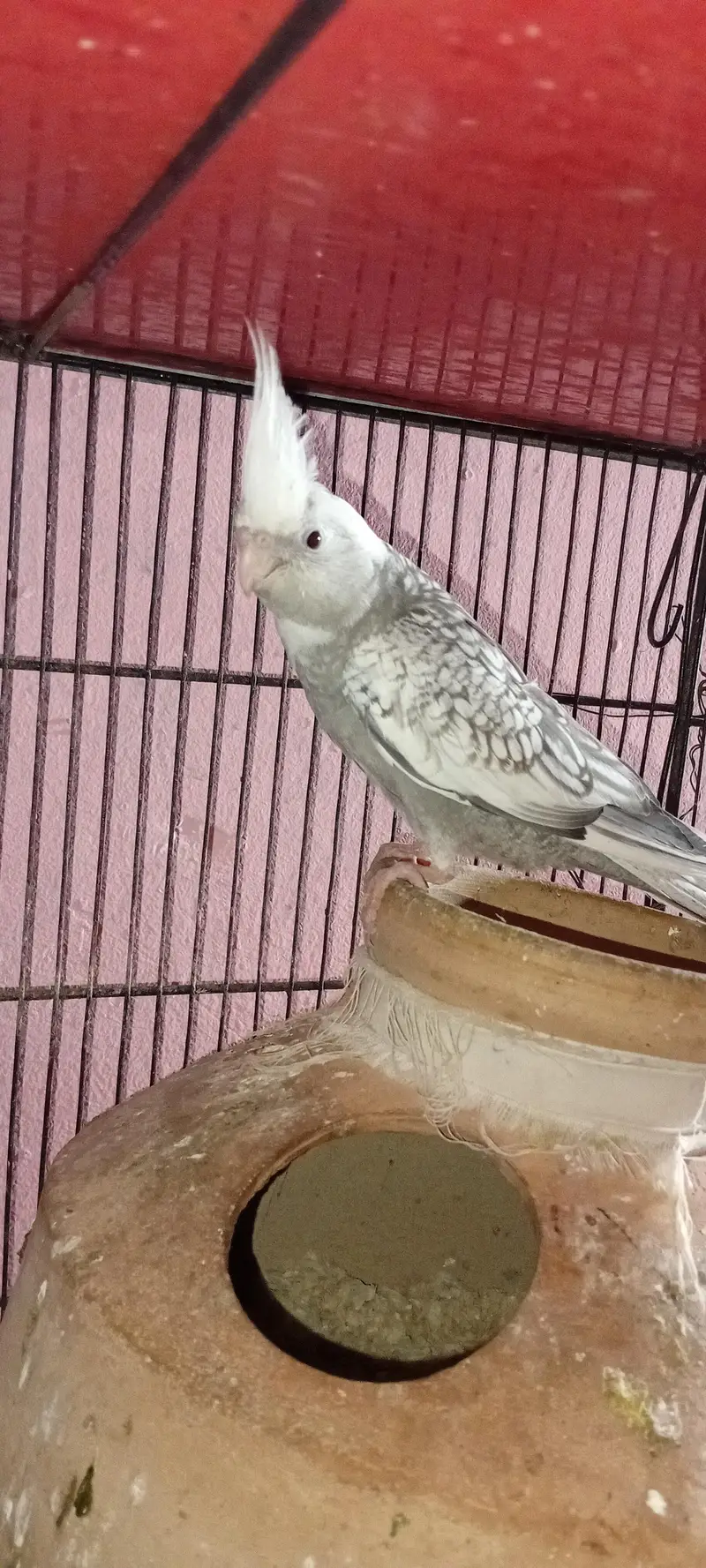 Cocktail Chicks — photo 2