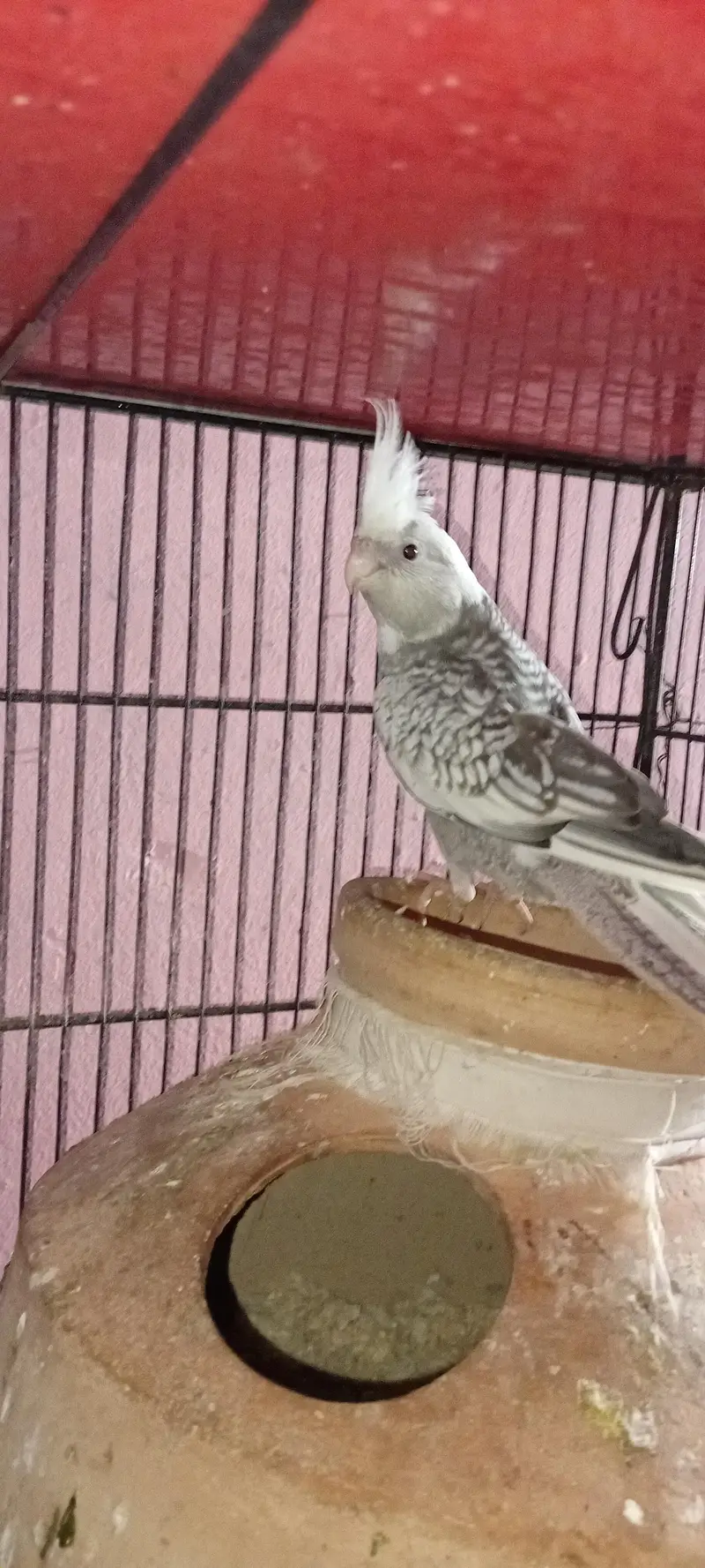 Cocktail Chicks — photo 3