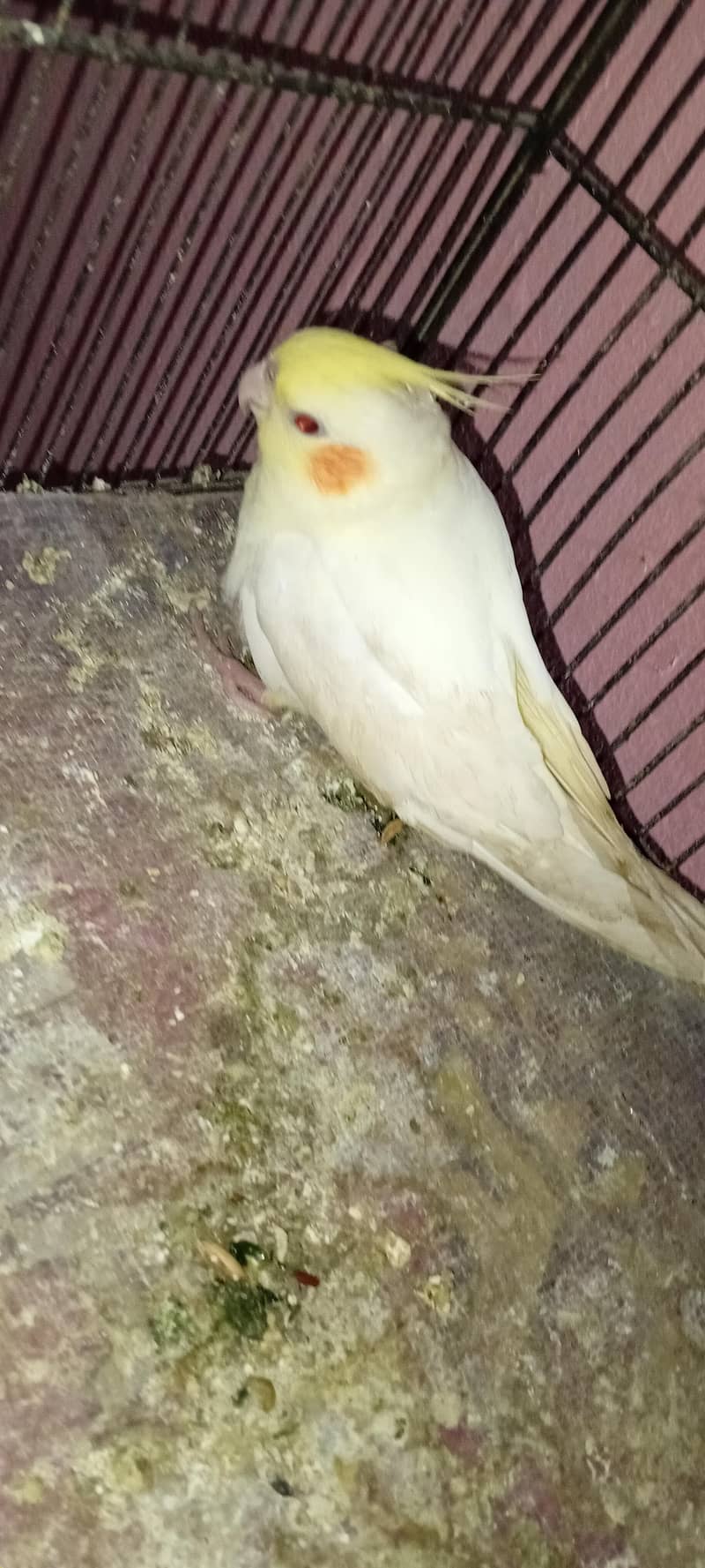 Cocktail Chicks 3