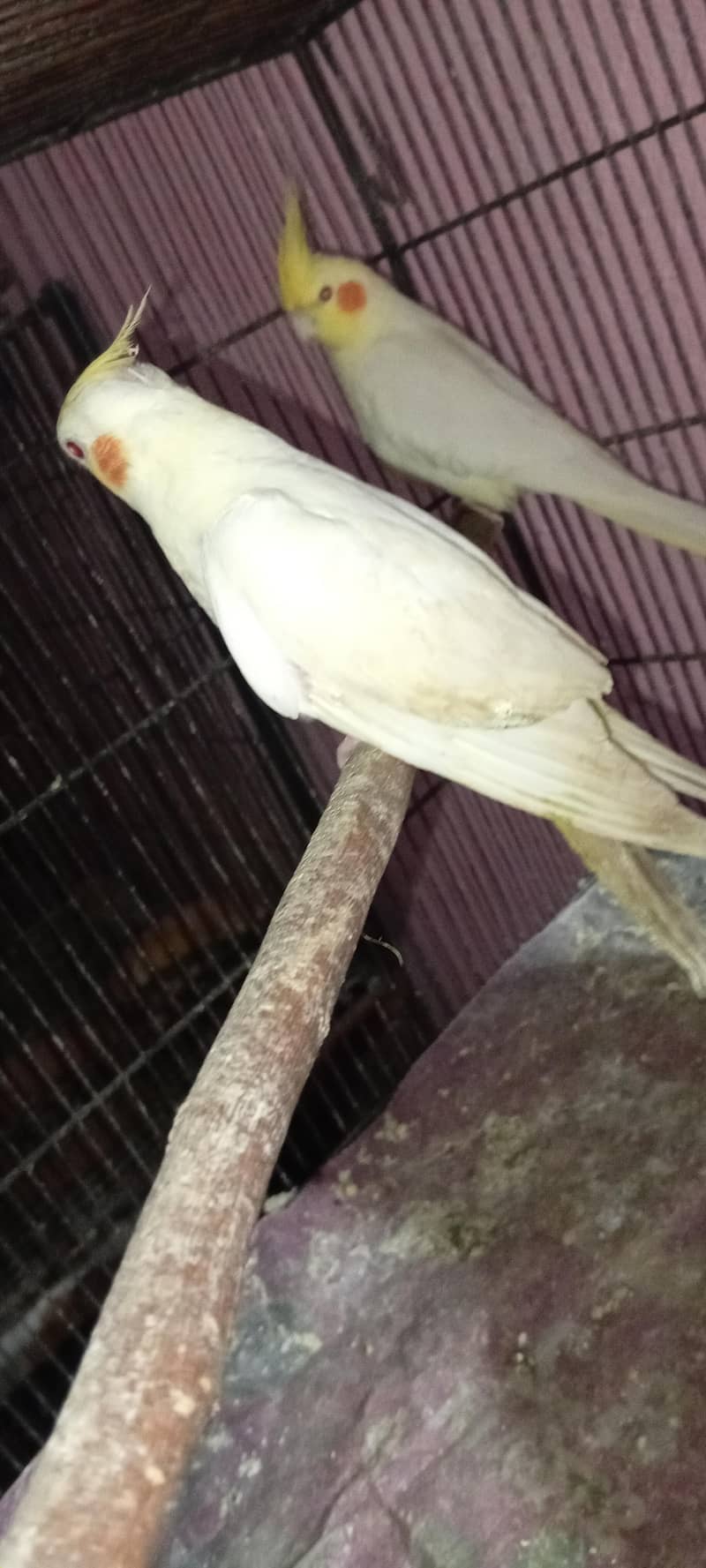 Cocktail Chicks 4