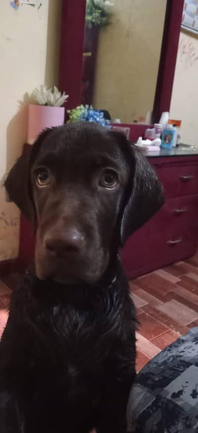 Labrador puppy for sale