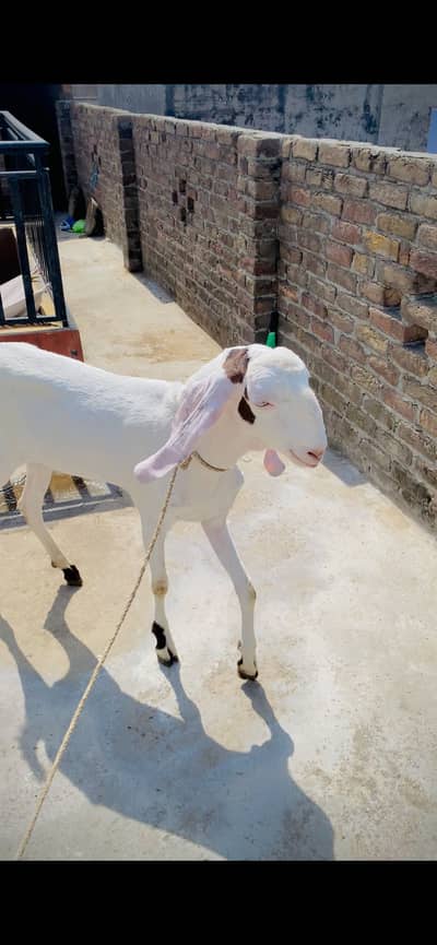 2 DANT BAKRA KHASSI RAJAN PURI