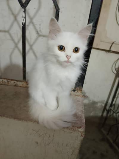 Cute Kittens for sale