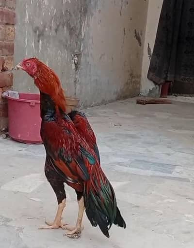 Mawali Murga