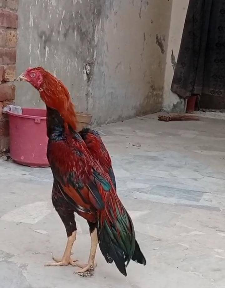 Mawali Murga 0
