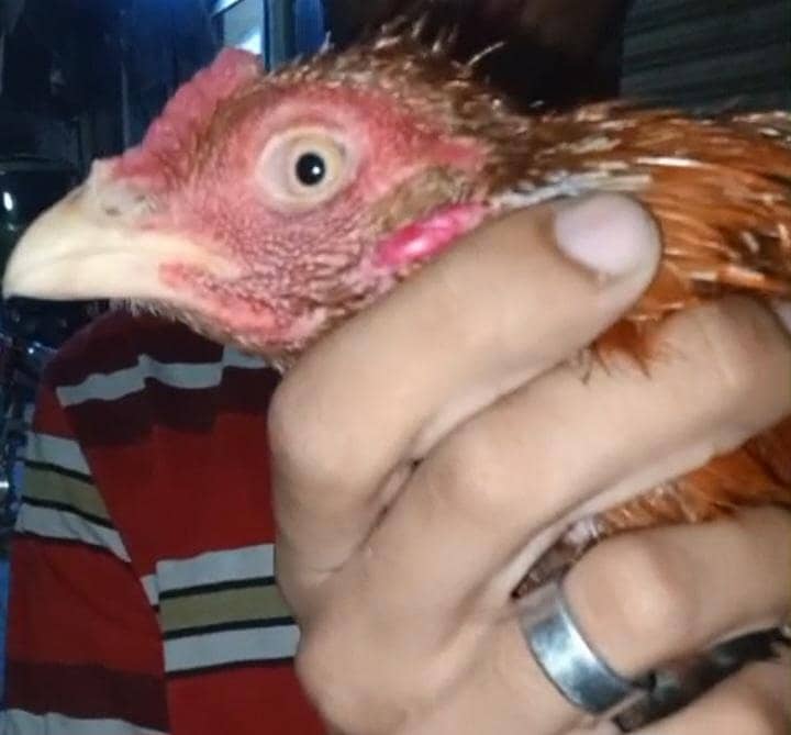 Mawali Murga 1