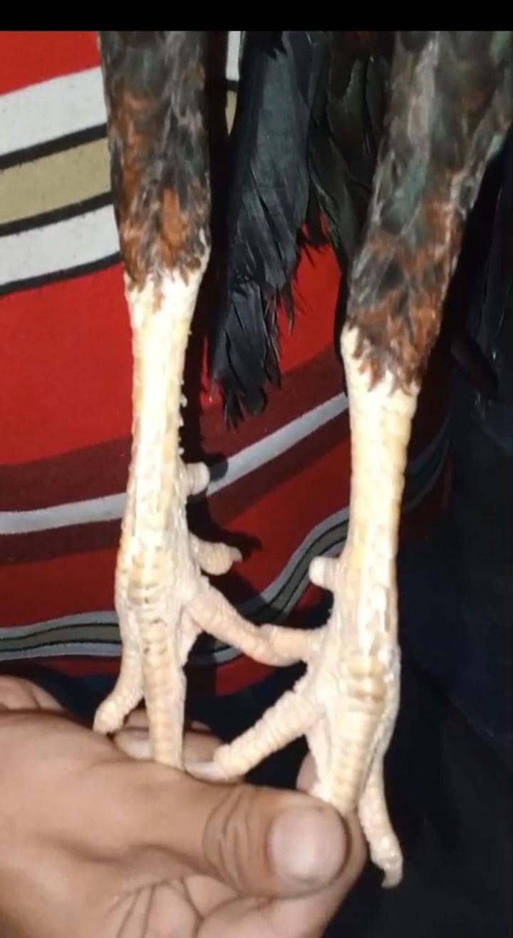 Mawali Murga 2