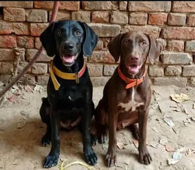 English pointer dogs