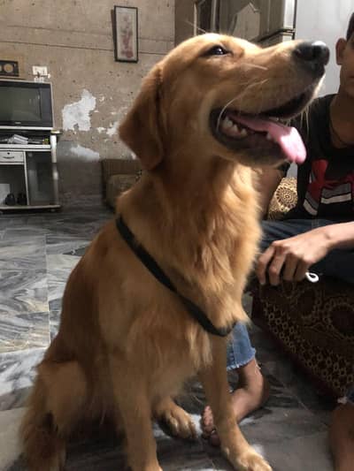 Golden retriever male boy