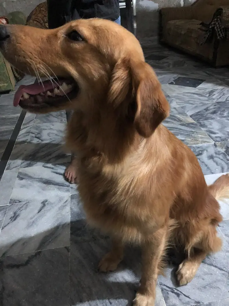 Golden retriever male boy — photo 2
