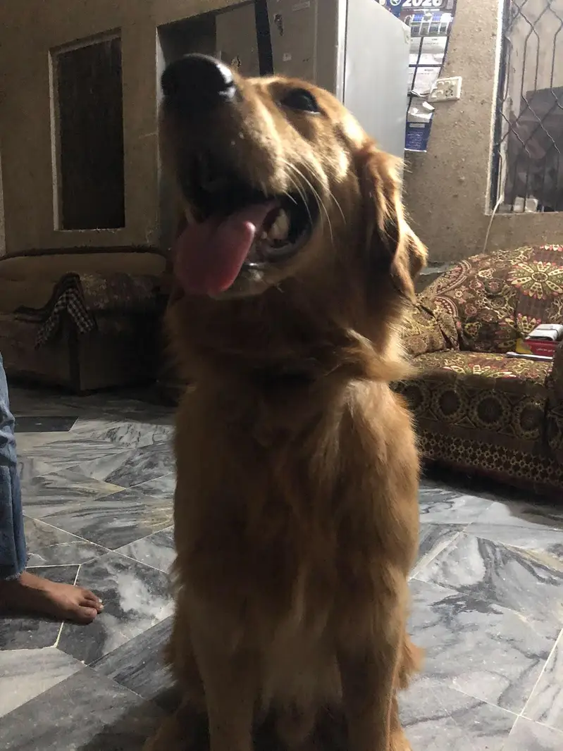 Golden retriever male boy — photo 3